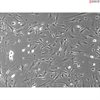 Mouse Dermal Fibroblasts from C57BL/6