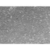 CF1 Mouse Embryonic Fibroblasts-Mitomycin C Treated