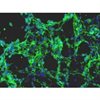 CF1 Mouse Embryonic Fibroblasts-Mitomycin C Treated