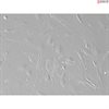 Mouse Lymphatic Fibroblasts from C57BL/6