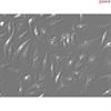 C57BL/6 Mouse Bone Marrow Derived Macrophages