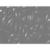 Mouse Macrophages from C57BL/6, 1 million