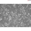 C57BL/6 Mouse Bone Marrow Derived Macrophages