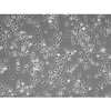 Mouse Macrophages from C57BL/6, 1 million