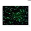 Mouse Macrophages from C57BL/6, 1 million