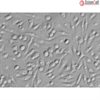 Mouse Macrophages from CD1