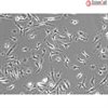 Mouse Macrophages from CD1