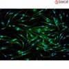 Mouse Macrophages from CD1