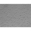 Mouse Microglia from C57BL/6, Passage 0