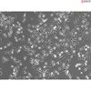 Mouse Microglia from C57BL/6, Passage 0
