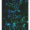 C57BL/6, Mouse Neurons-cortical, Passage 0