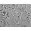 C57BL/6, Mouse Neurons-cortical, Passage 0