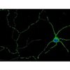 C57BL/6, Mouse Neurons-cortical, Passage 0