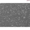 <strong>NEW!</strong> Mouse Neurons-forebrain from C57BL/6
