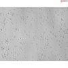 <strong>NEW!</strong> Mouse Neurons-forebrain from C57BL/6