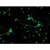 Mouse Neurons-hippocampal from C57BL/6