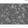 Mouse Neurons-hippocampal from C57BL/6