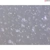 <strong>NEW!</strong> Mouse Neurons-midbrain