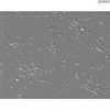 <strong>NEW!</strong> Mouse Neurons-midbrain