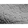 C57BL/6, Mouse Neurons-raphe, Passage 0
