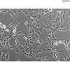 C57BL/6, Mouse Neurons-raphe, Passage 0