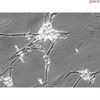 C57BL/6, Mouse Neurons-spinal cord, Passage 0