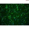 C57BL/6, Mouse Neurons-spinal cord, Passage 0