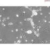 C57BL/6, Mouse Neurons-spinal cord, Passage 0