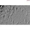 Mouse Perineurial Fibroblasts from C57BL/6