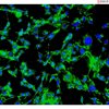 Mouse Perineurial Fibroblasts from C57BL/6