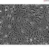 Mouse Perineurial Fibroblasts from C57BL/6