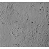 Mouse Renal Proximal Tubular Epithelial Cells from C57BL/6