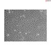 Mouse Renal Proximal Tubular Epithelial Cells from C57BL/6