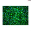 C57BL/6 Mouse Schwann Cells