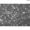 C57BL/6 Mouse Schwann Cells