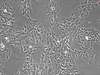 Porcine Primary Retinal Astrocytes, GFAP+,Passage 1