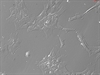 Porcine Primary Retinal Astrocytes, GFAP+,Passage 1