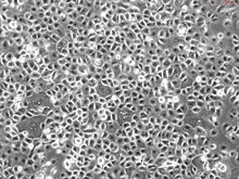 Porcine Corneal Epithelial Cells