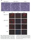 PARP-1 Knockout Immortalized Mouse Heart Endothelial (HYKO6) Cell Line