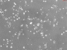 Rat Neurons-hippocampal