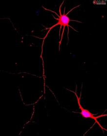 Rat Neurons-spinal cord