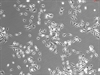 Rat Splenic Macrophages, 1 million cells