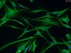 Rabbit Astrocytes