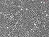 Rabbit Astrocytes