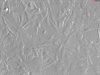 Rabbit Astrocytes