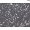 Rat Neurons-midbrain
