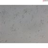 Rat Neurons-midbrain