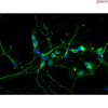 Rat Neurons-midbrain