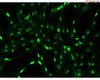 Rat Sertoli Cells