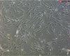 Rat Sertoli Cells